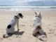 Zwei Hunde am Strand